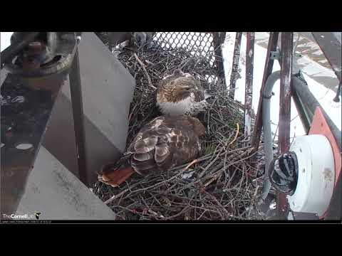 2018 03 16 Red-tailed Hawk - Arthur comes by