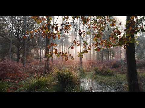 Canon EOS R5 - 12Bit 8K RAW Video First Day Test