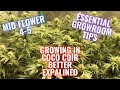 GROWING IN COCO COIR EXPLAINED AND IMPORTANT FLOWER TIPS