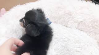 ハーフ犬の動画01