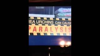 See Spot Run Slow Motion