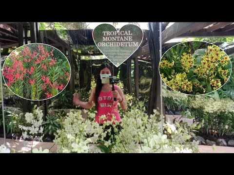 TROPICAL MONTANE ORCHIDETUM SINGAPORE/PART TWO/Renzkie Guillermo