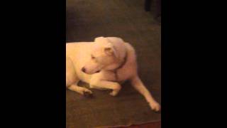 The narcoleptic white dog