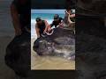 Did Sharks Attack This Huge Sunfish Fishing Shark Sunfish IG Riddell Ethan9