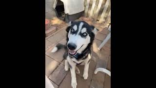 Alaskan Husky Puppies Videos