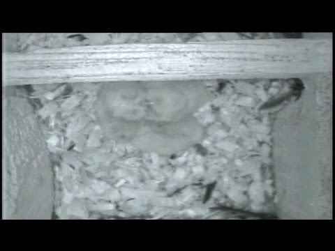 Three Screech Owlets in Nest Box