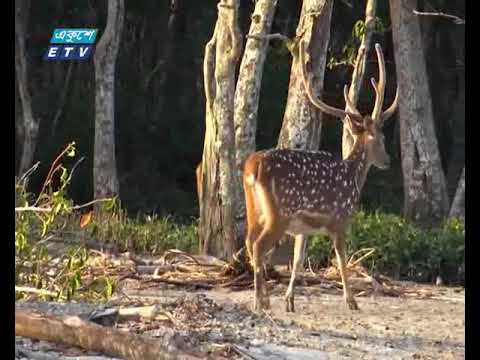 সুন্দরবনের আশপাশে ২৪টি শিল্প প্রতিষ্ঠান অতি ঝুকিপূর্ণ