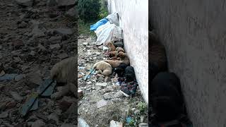 TRUE LOVE 😘 #animals #shorts