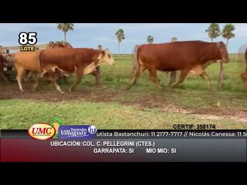 Lote 50 Novillos en Col. C. Pellegrini, Corrientes