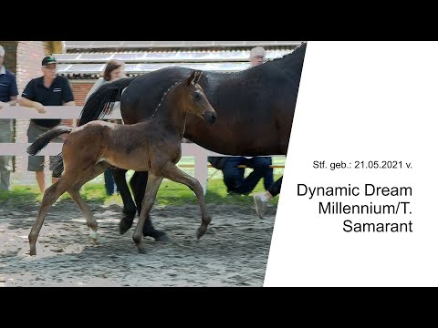 Stf v Dynamic Dream x Millennium T x Samarant 2021