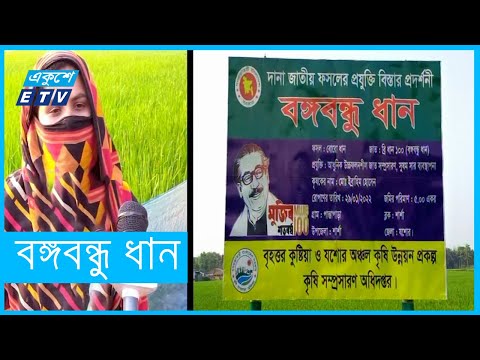 বঙ্গবন্ধু ধানের চাষ