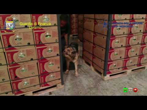 GdF - Livorno, Sequestrati 7Kg di cocaina occultati all'interno di container al porto - www.HTO.tv