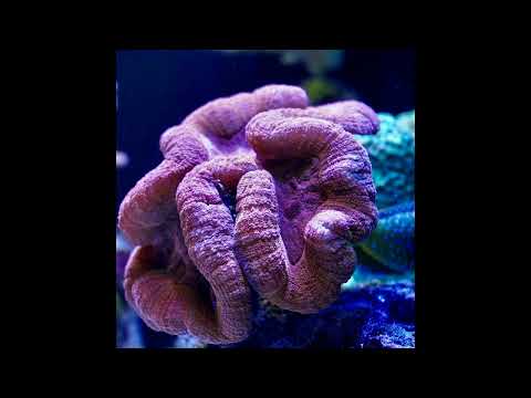 Video thumbnail HyNDXUQt-PM