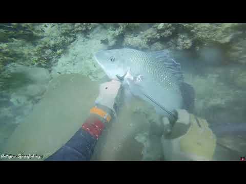 Antigua Spearfishing - Shark takes my catch (Dec 22,2k19)