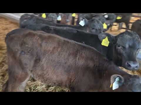 18 Proper Aberdeen Angus Heifers - Image 2