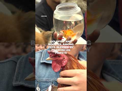 Goldfish and rooster among pets blessed by Franciscan priests