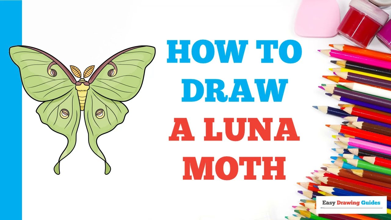 How to Draw a Luna Moth: Easy Step by Step Drawing Tutorial for Beginners