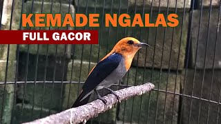 Download lagu Suara Cit Keres GACOR NGALAS Full Tembakan PEDAS ‼️ MP3 MASTERAN & PIKAT Burung KEMADE Bahan Liaran mp3