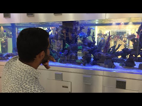 Big turtle lives with aquerium fishes# Turtle world#