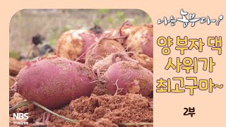 [나는농부다 276회 2부] 양 부자 댁 사위가 최고구마~