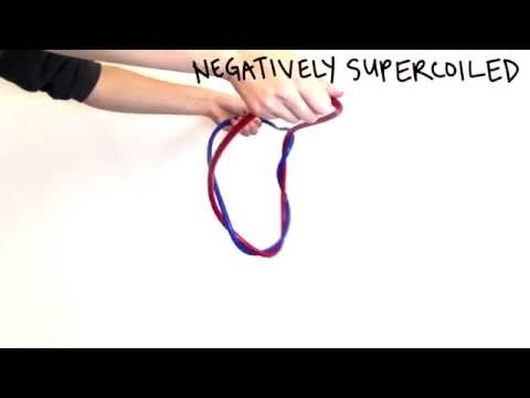 DNA Topology - MIT Department of Biology