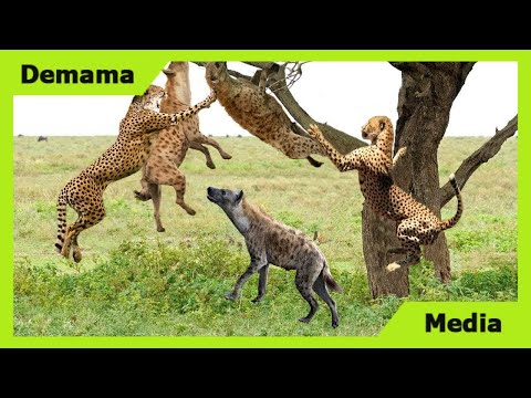 Unbelievable! Hyena Indirectly Saves Impala From Cheetah Hunting, Cheetah Scared To Climb The Tree