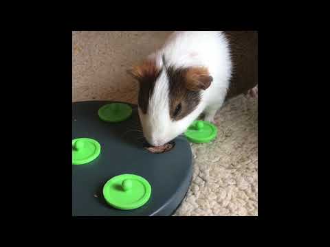 Cavy corner 4: Hazelnut’s birthday