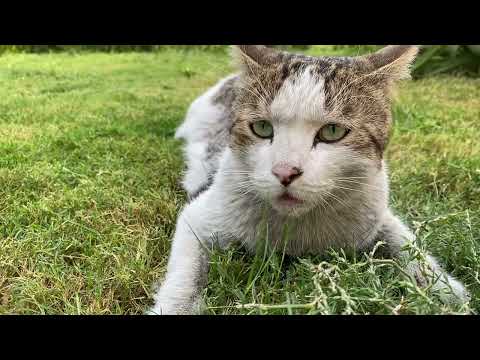 “Sohrab’s doing his best to win Pashmak’s heart.”