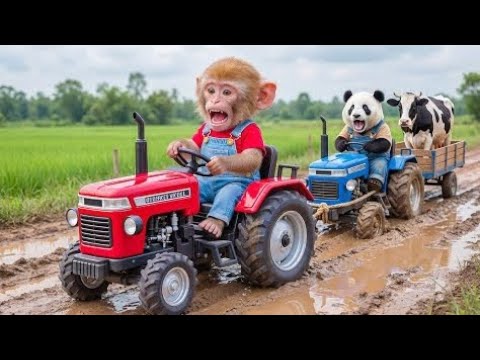 Monkey na panda se lari ker ka1million subscribe la liya ager yaken nahi tu channel 1subscribe ho ga