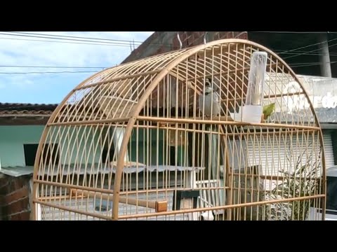 Coleiro tui tui direto de Mutuipe Bahia 
