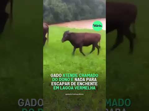 Gado atende chamado do dono e nada para escapar de enchente em Lagoa Vermelha