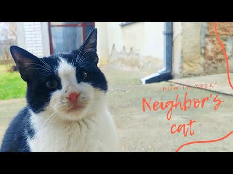 How to treat a neighbor's CAT