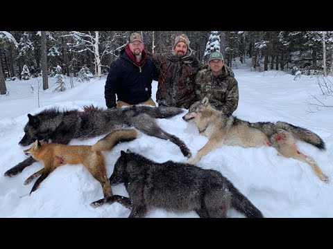 Wolf hunt in Northern Ontario. NO INFO AT THIS TIME.