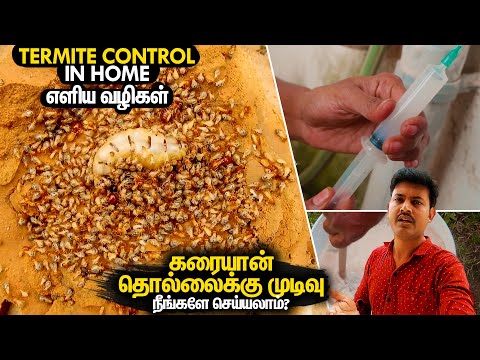 கரையான் தொல்லைக்கு முடிவு | Termite Control Treatment in Home | Mano's Try Tamil Vlog