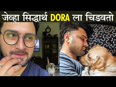 सिद्धार्थ चांदेकर जेव्हा DORA ला चिडवतो | मिताली मयेकर | Pets Of Marathi Actors | Dogs Funny Videos