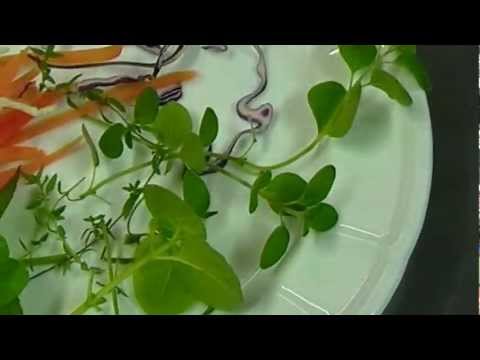 Carpaccio di manzo con verdure di stagione e viniagrette ai frutti di bosco