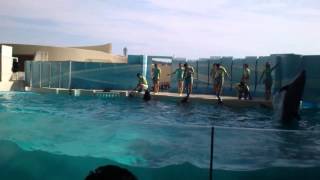 Dolphin Show Kizuna Shin Enoshima Aquarium 西暦2012年の新江ノ島水族館　イルカ🐬ドルフィンショー