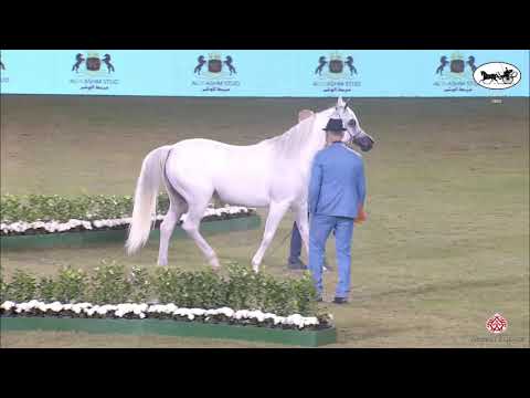 N 188 BINT HAZY AL KHALEDIAH   PSAIAHF 2022   Mares 7 9 Years Old Class 8