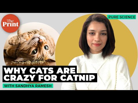 How catnip makes cats high and protects them