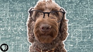 How Smart is Your Dog?