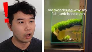 this fish tank has a HIDDEN CAVE | Fish Tank Review 336