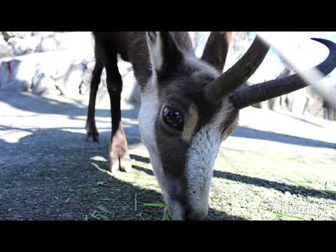 Wildpark Feldkirch 15 03 20