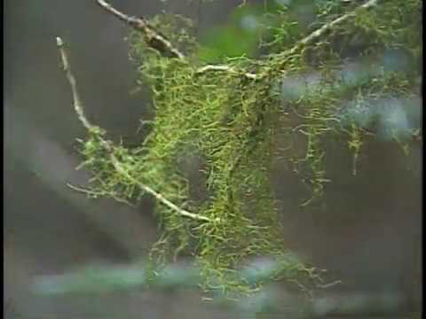 果樹のコケと地衣類：除去する必要がありますか?彼らの目標は何でしょうか？  庭園