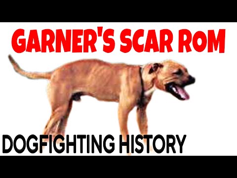 Dog Fighting HISTORY - Garner’s Scar ROM #gamedogs #buldogue #apbt