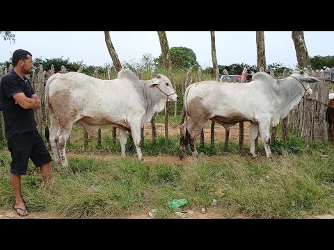 FEIRA DO GADO EM SÃO BENEDITO CEARÁ DIA 25/07/2026 HOJE TEM GADO PRA TODOS OS GOSTO. 