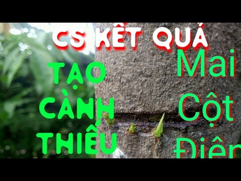 LP261. Kết quả tạo cành cho mai cột điện. Chăm sóc mai vàng