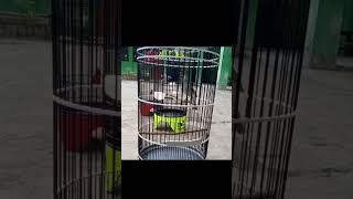 Download lagu Kombok Tembakan Kuntilanak Helikopter Kelincer fitser dll.  https://youtube.com/@ALAWI_ mp3 Download lagu Kombok Tembakan Kuntilanak Helikopter Kelincer fitser dll.  https://youtube.com/@ALAWI_ mp3