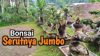 Download lagu Koleksi Bonsai Serut Jumbo #bonsai #bonsaiindonesia #plantcraftdiy mp3 Download lagu Koleksi Bonsai Serut Jumbo #bonsai #bonsaiindonesia #plantcraftdiy mp3