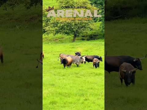 Monchi nos habla del encierro que va estar en Arenal Bolívar este Domingo 19 de julio.