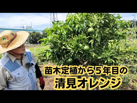 オレンジの木はどのくらいの温度に耐えることができますか?凍っていますか？冬に凍ってしまった場合の復活方法は？  庭園